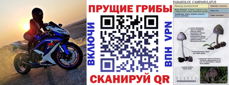 Псилоцибиновые грибы Psilocybe Петушки